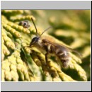 Andrena fulva - Rotpelzige Sandbiene m01.jpg